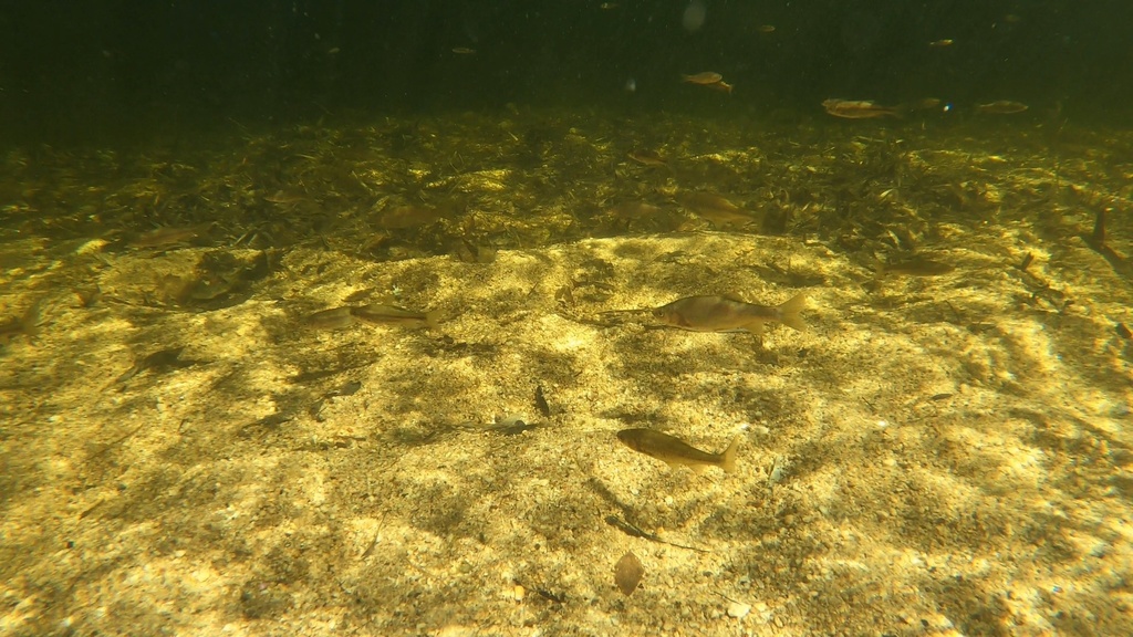 Roundtail chub (Gila robusta) — Cyprinidae