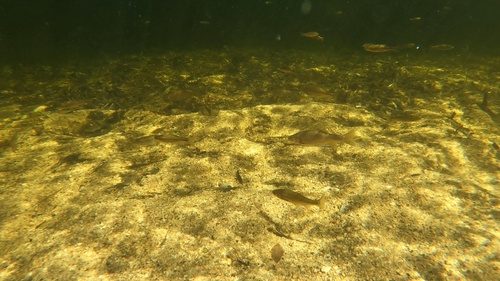 Gila chub (Gila intermedia) — Cyprinidae