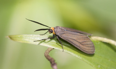 Ctenucha rubriceps