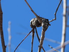 Trichothecium roseum