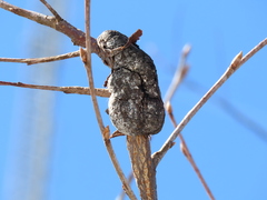 Trichothecium roseum