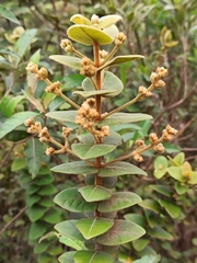 Myrcia eriocalyx