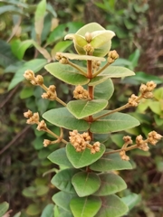 Myrcia eriocalyx