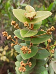 Myrcia eriocalyx