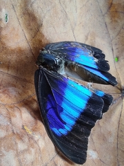 Prepona laertes octavia