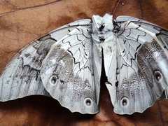 Prepona laertes octavia