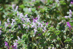 Lamium amplexicaule