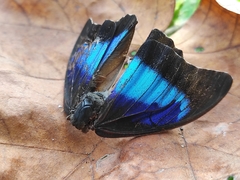 Prepona laertes octavia