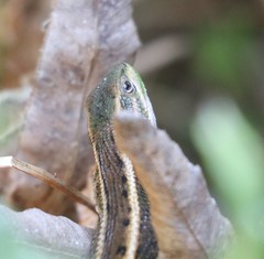 Liolaemus cyanogaster