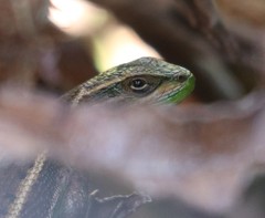 Liolaemus cyanogaster