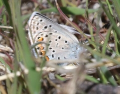 Icaricia lupini texanus