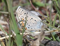 Icaricia lupini texanus