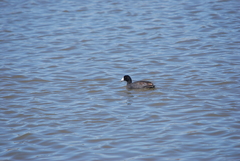 Fulica americana
