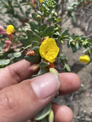 Eulobus crassifolius