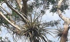 Tillandsia espinosae