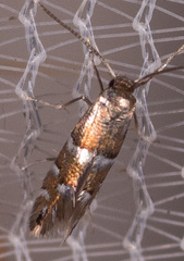 Chrysaster ostensackenella