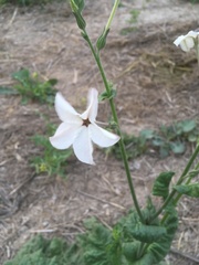 Nicotiana repanda
