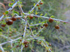 Condalia globosa