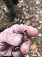 Plethodon websteri