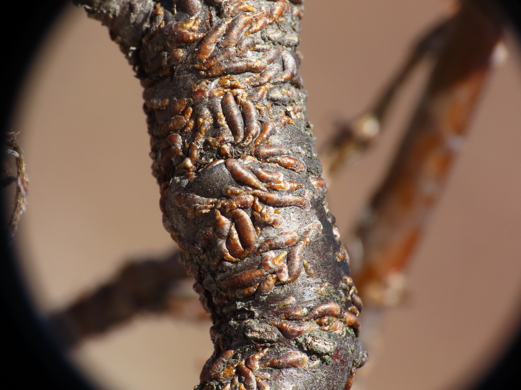 Lepidosaphes