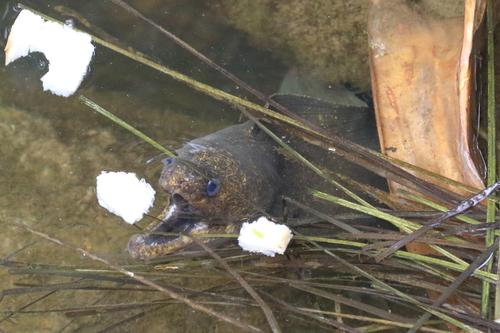Gymnothorax pseudothyrsoideus