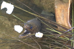 Gymnothorax pseudothyrsoideus