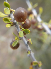 Condalia globosa