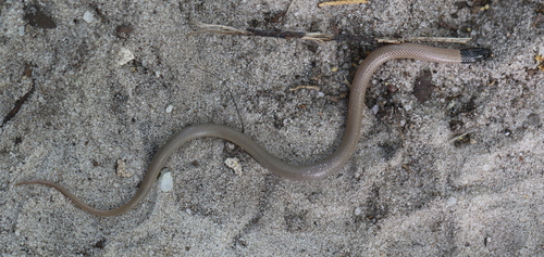 Florida Crowned Snake