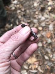 Plethodon websteri