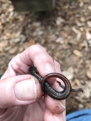 Plethodon websteri
