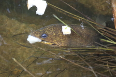 Gymnothorax pseudothyrsoideus