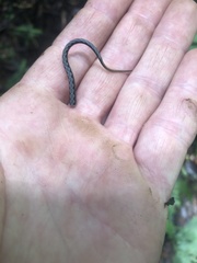 Pholidobolus dicrus