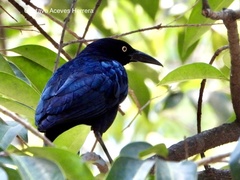 Quiscalus mexicanus