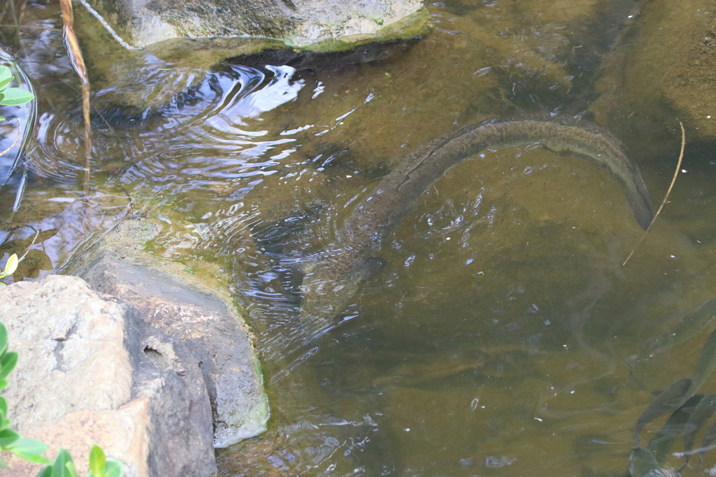 Australian Longfin Eel