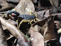 Centruroides fulvipes