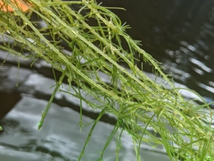 Chara hornemannii