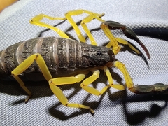 Centruroides fulvipes