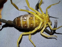 Centruroides fulvipes