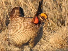 Tympanuchus pallidicinctus