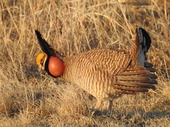 Tympanuchus pallidicinctus