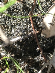 Dolichoderus clarki