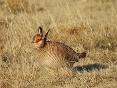 Tympanuchus pallidicinctus