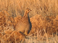 Tympanuchus pallidicinctus