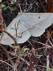 Phallaria ophiusaria