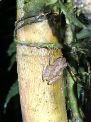 Pristimantis altamazonicus