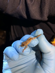 Pristimantis altamazonicus