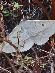 Phallaria ophiusaria