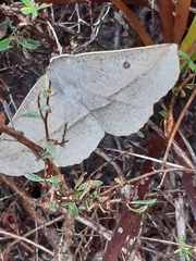 Phallaria ophiusaria