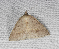 Nearcha nullata