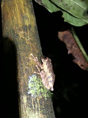 Pristimantis altamazonicus